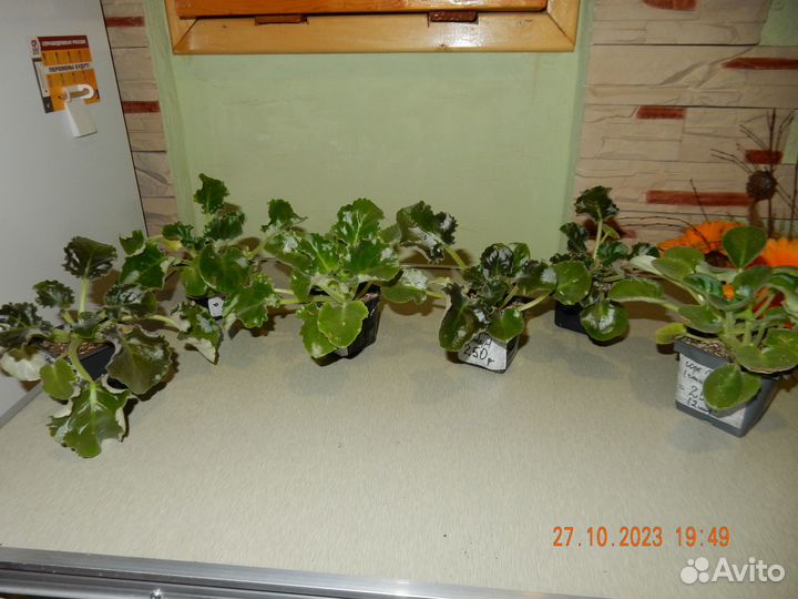 Фиалки махровые