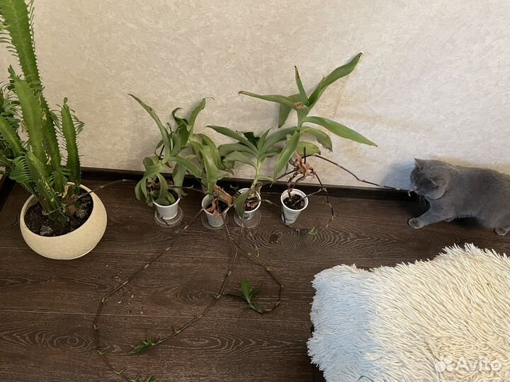 Цветок золотой ус