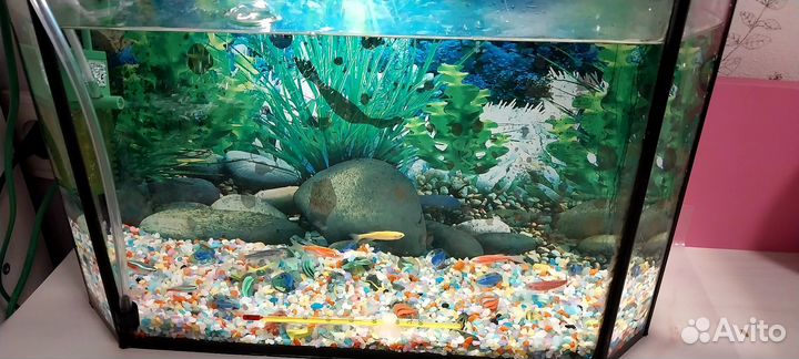 Аквариум с рабками