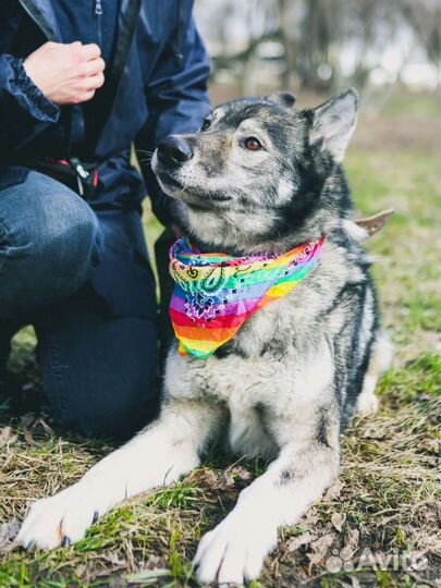 Отдам в добрые руки