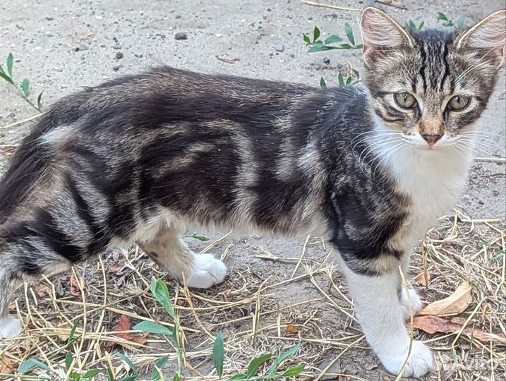 Котята в дар