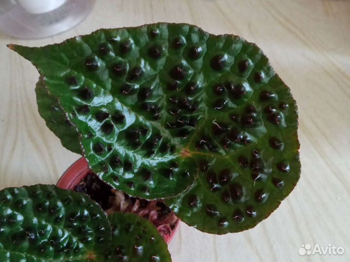 Бегония с шипами