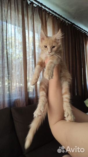 Котята мейн-кун