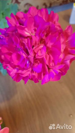 Пеларгония герань