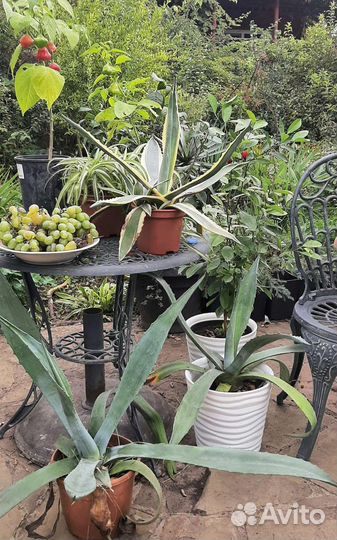 Агава голубая и полосатая