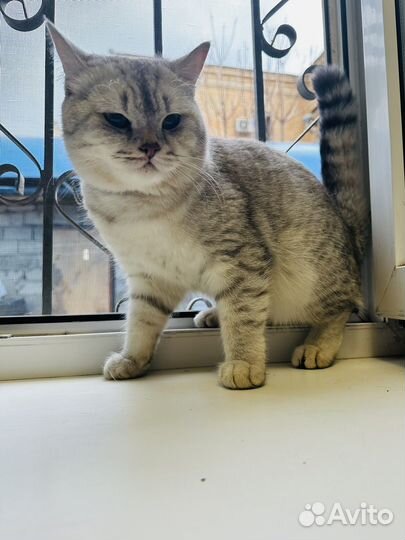 Кот для вязки шотландец