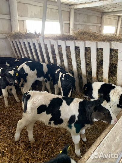 Телята крс, Бычки и Телки