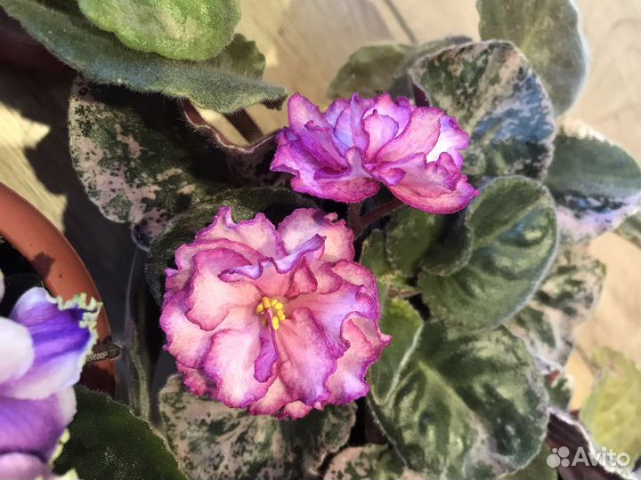 Фиалка листики (черенки)