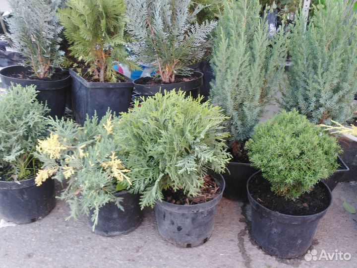 Декоративные растения плодовые деревья