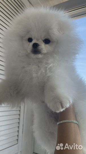 Померанский шпиц мишка мини девочка