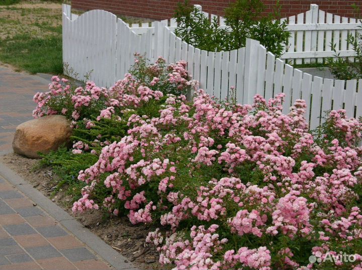 Почвопокровная роза«Фэйри» (саженцы)