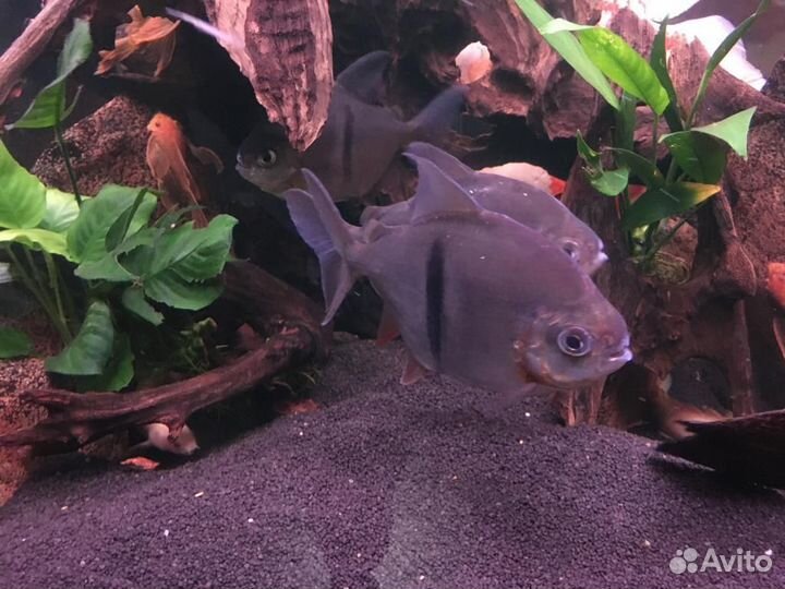 Милеус Шомбургка 18см