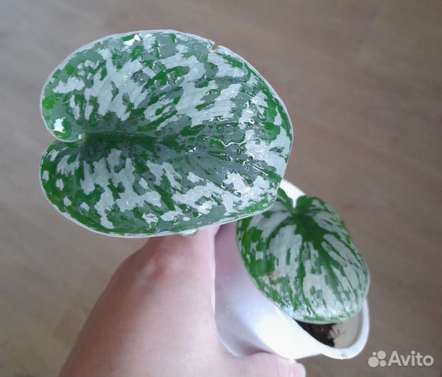 Сциндапсус Сильвер Хиро,Экзотика