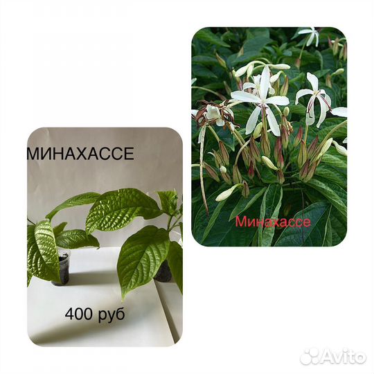 Клередендруи Укоренённые черенки