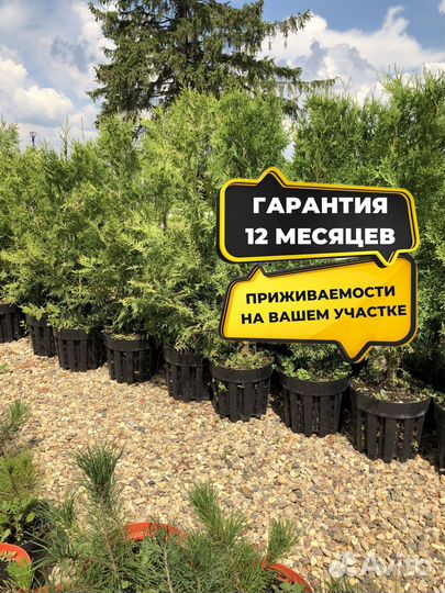 Смарагд,Колумна,Брабан в ассортименте