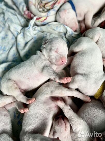 Аргентинский дог