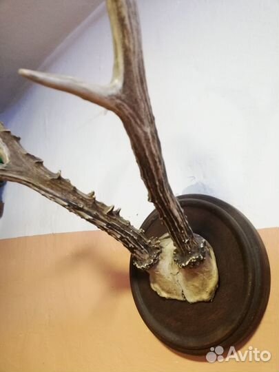 Рога косули на медальоне