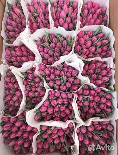 Тюльпаны оптом