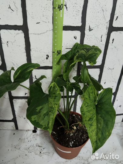 Сингониум моттлед