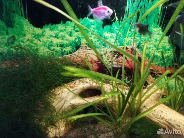 Аквариум + содержимое