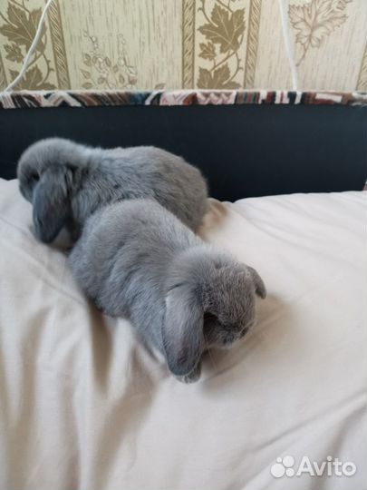 Вислоухие крольчата, красивые окрасы