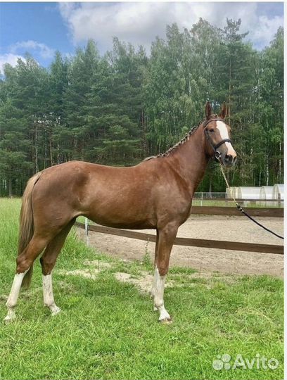 Лошади в спорт, пони