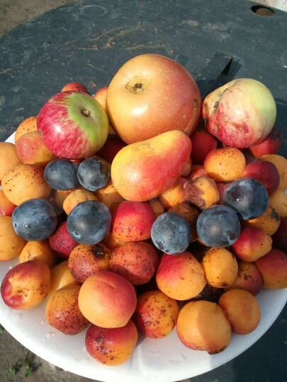 Дача 50 м² на участке 6 сот.