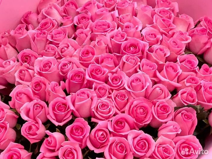Розы розовые Цветы Букеты 25 51 151 201 101 301 50