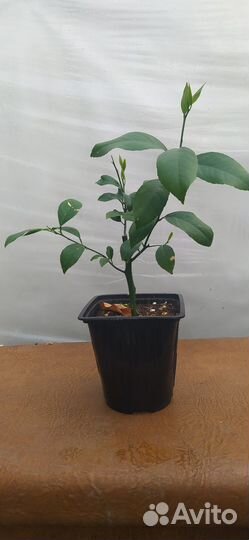 Лимон сорт Мейера