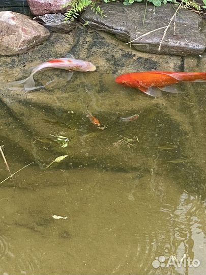 Карась комета