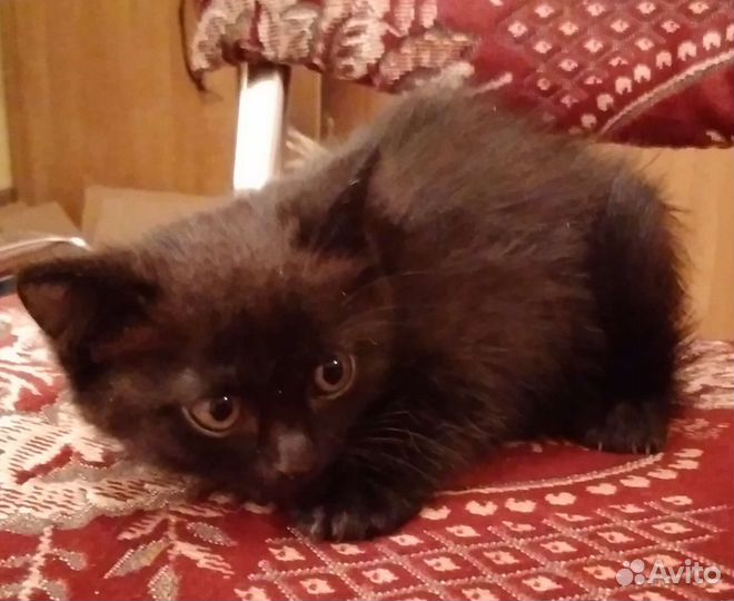 Кошки в добрые руки бесплатно