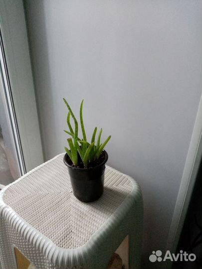 Отводки грани белой, бегонии, алое