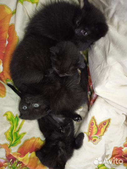 Британская кошка в дар