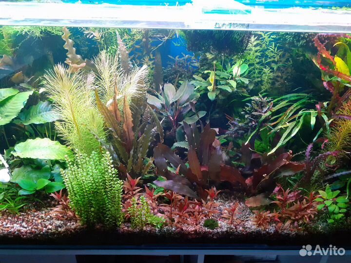 Растения для аквариума