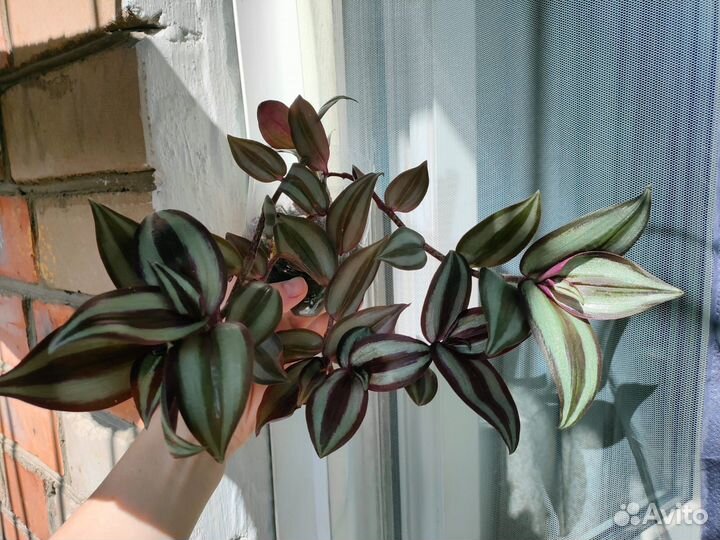 Традесканция Зебрина