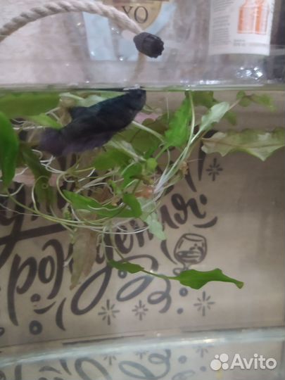 Самка петушка