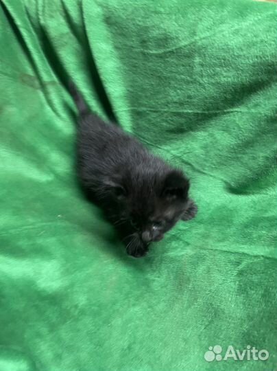 Котята в добрые руки 1 месяц