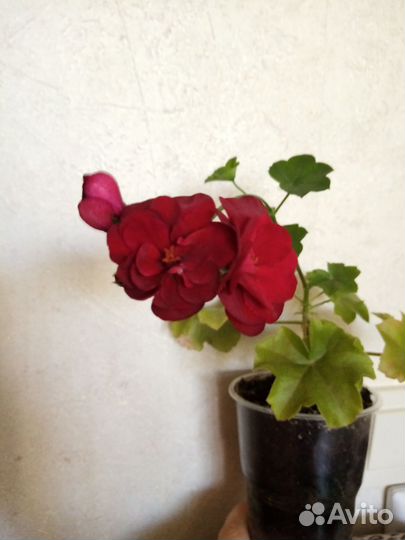 Плющелистная ампельная герань