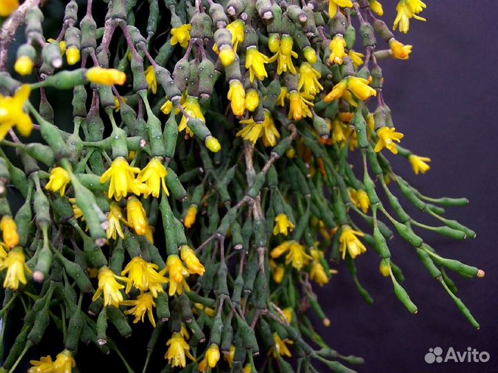 Хатиора (рипсалис) или обмен