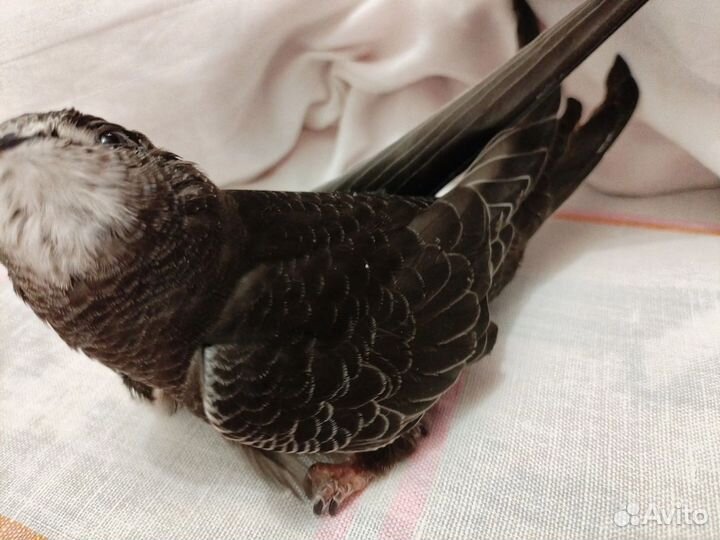 Стриж не выпускной