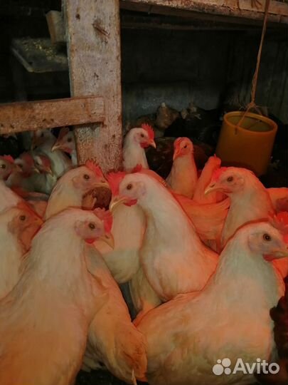 Куры несушки молодка(белая)
