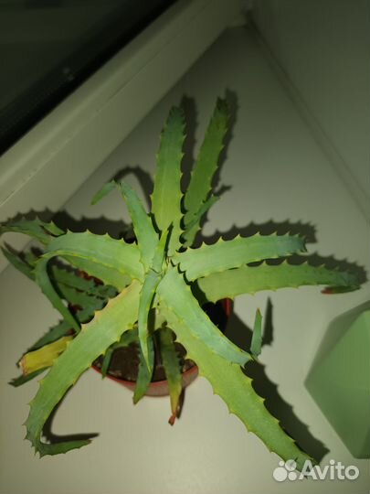 Алоэ лечебный