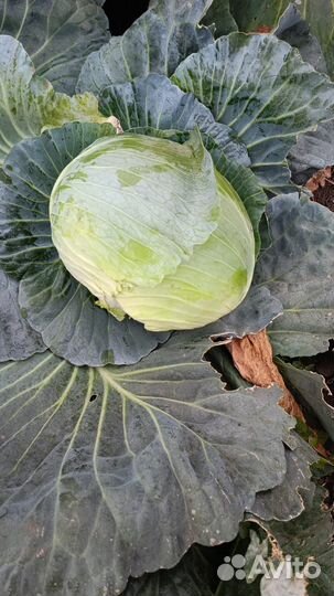 Капуста агрессор