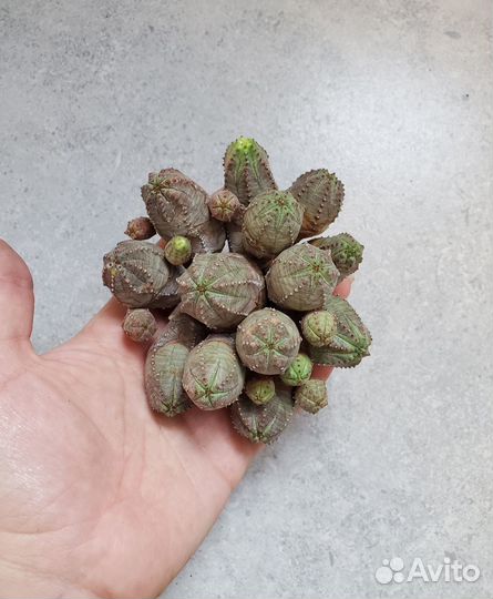 Эуфорбии, тилекодоны, гастерия, ленофилум