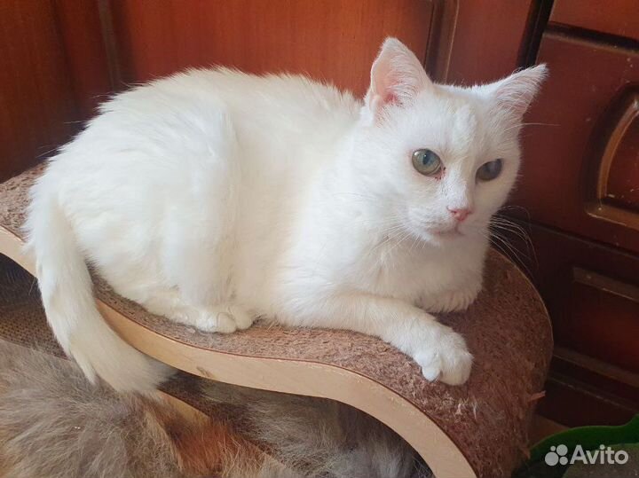 Кошка белая