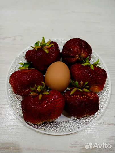 Клубника 36 сортов позднего срока