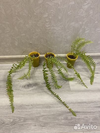 Папоротники