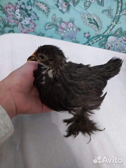 Парочка карликовые Петушок и Курочка