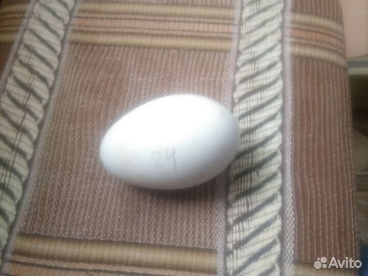 Гуси (стадо)