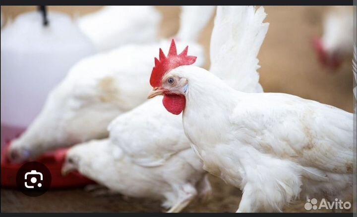 Оператор линии Башкортостан г. Благовещенск